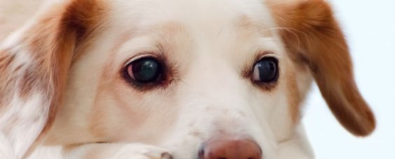 Apometria para animais de estima��o