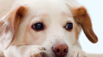 Apometria para animais de estima��o